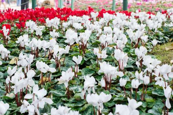 Fehér és vörös cyclamens — Stock Fotó