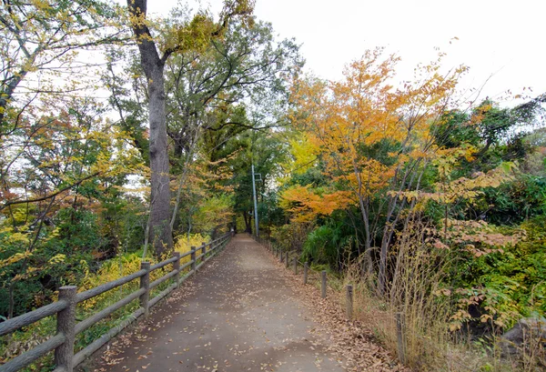 Percorso autunnale nella foresta — Foto Stock