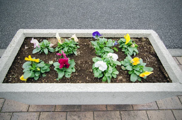 Blomkruka med mångfärgade penséer — Stockfoto