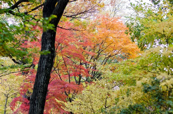 Feuille d'érable japonaise colorée — Photo