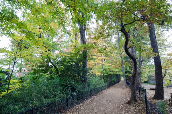 森の秋の経路 — ストック写真