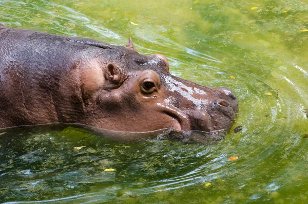 Hippopotame sauvage dans l'eau — Photo