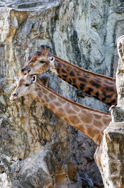 動物園のキリンが 2 頭 — ストック写真