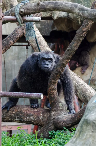 Портрет шимпанзе в зоопарке Дусит, Бангкок — стоковое фото