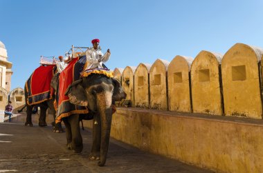 Jaipur, Hindistan - 29 Aralık 2014: Turist Amber Fort fil binmek zevk