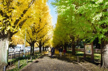 Tokyo, Japonya - 26 Kasım 2013: Ginkgo ağacı Avenue başlık Meiji Memorial Resim Galerisi aşağı kişi ziyaret