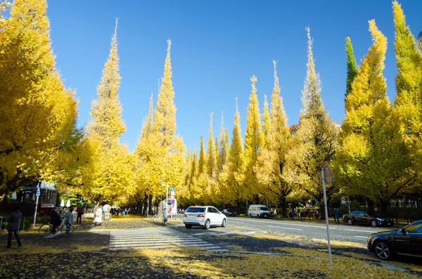 Tokyo, Japan - November 26, 2013: People visit Ginkgo Tree Avenue heading down to the Meiji Memorial Picture Gallery