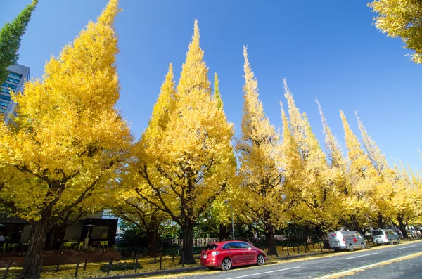 Tokyo, Japan - den 26 November, 2013: Människor besöker Ginkgo trädet Avenue väg ner till den Meiji Memorial bild galleri — Stockfoto