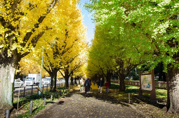 Tokio, Japan - 26. November 2013: Menschen besuchen die Ginkgobaumallee, die hinunter zur Meiji Memorial Bildergalerie führt — Stockfoto