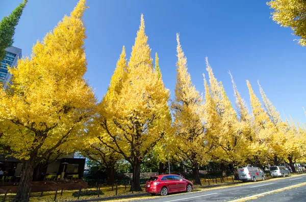 Tokyo, Japan - den 26 November, 2013: Människor besöker Ginkgo trädet Avenue väg ner till den Meiji Memorial bild galleri Royaltyfria Stockfoton