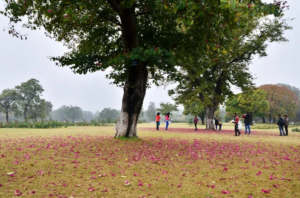 Chandigarh, Intia - 4. tammikuuta 2015: Matkailija vierailee Zakir Hussain Rose Gardenissa Chandigarhissa — kuvapankkivalokuva