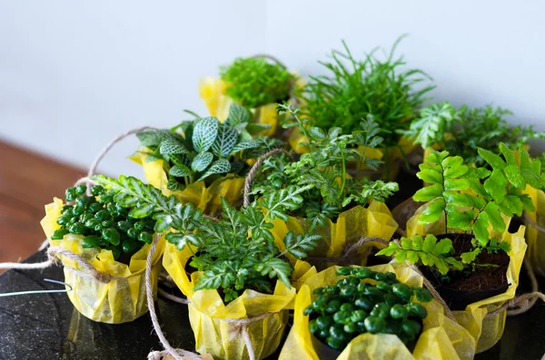 Gartenlaubpflanze in Töpfen für kleinen Garten — Stockfoto