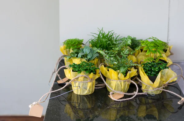 Bitki örtüsü bitki küçük Bahçe için tencere