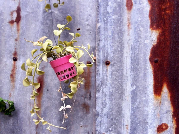 Gebladerte plant in potten hangen rustieke achtergrond — Stockfoto