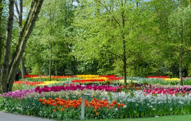 Keukenhof bahçesinde renkli çiçek açan laleler 
