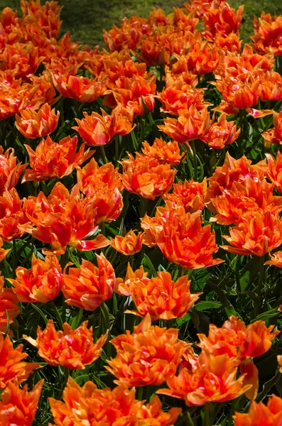 Tulipas de laranja em Keukenhof, Lisse — Fotografia de Stock