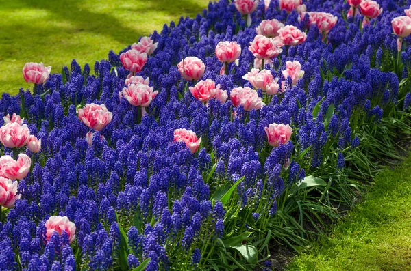 Flores da primavera em Keukenhof jardim — Fotografia de Stock