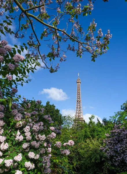 Eiffeltornet och färgstarka blommande träd, Paris — Stockfoto