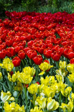 keukenhof kırmızı ve Sarı Lale