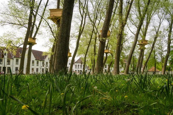 Tree Houses in the Beguinage (Begijnhof) in Bruges — Stock Photo, Image