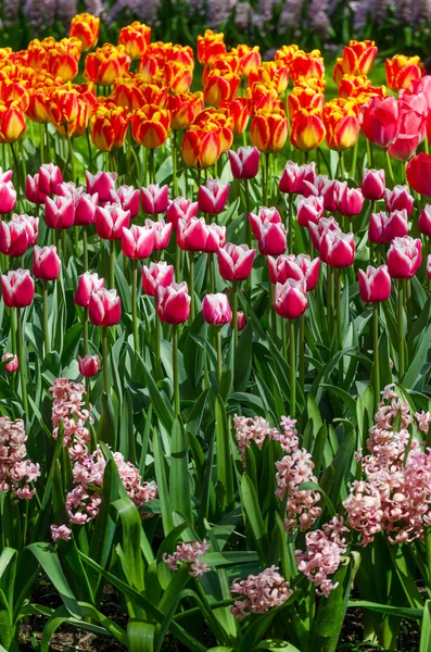 Tulipa flores em holandês primavera jardim Keukenhof — Fotografia de Stock