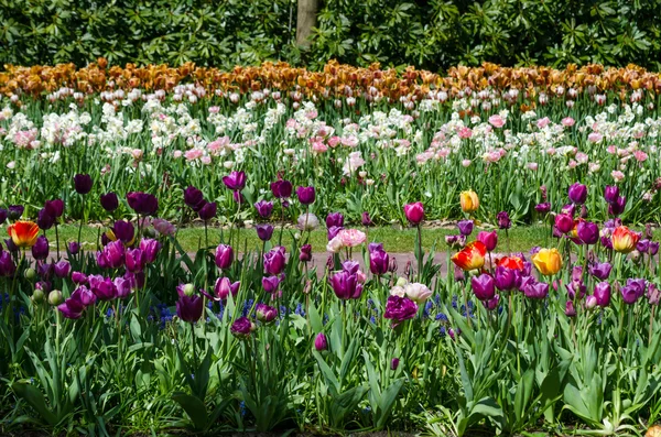 Flores coloridas da tulipa em Keukenhof Garden — Fotografia de Stock