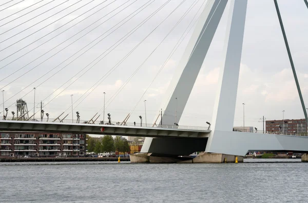 Erasmus Bridge — Stock Photo, Image
