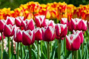 Hollandalı bahar bahçe Keukenhof kırmızı lale