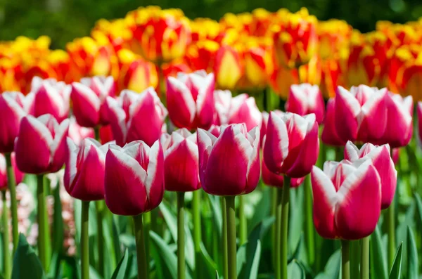 Tulipán rojo en el jardín holandés de primavera Keukenhof — Foto de Stock