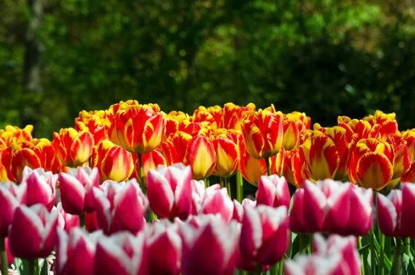 Tulipán en el jardín holandés de primavera Keukenhof — Foto de Stock