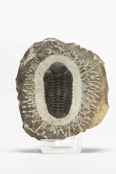 Trilobite fosilizado prehistórico —  Fotos de Stock