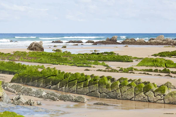 Flysch Felsformation Mit Grünen Algen Barrika Strand Biskaya Spanien — Stockfoto