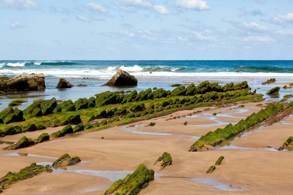 Flysch Rock Formation Green Seaweed Barrika Beach Biscay Spain — Stock Photo, Image