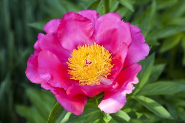 pembe ve sarı çiçek