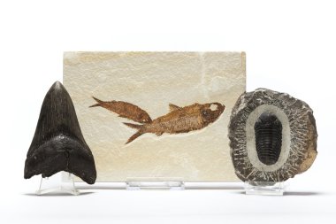 Balık, trilobitler ve megalodon fosil koleksiyonu diş