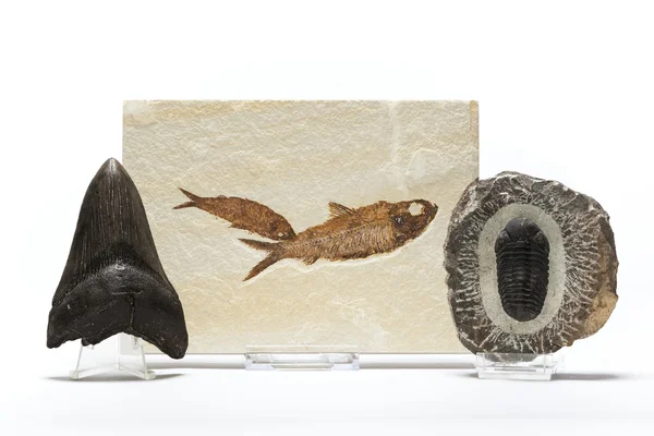 Fish, trilobites and megalodon tooth fossils collection — Stock Photo, Image