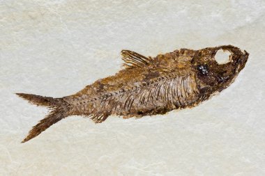 Balık fosil kumtaşı içinde
