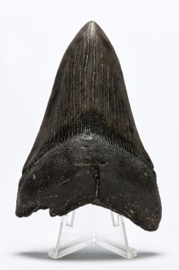 Fosilleşmiş megalodon diş