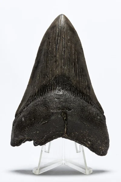 Fossilized megalodon tooth — Stock Photo, Image