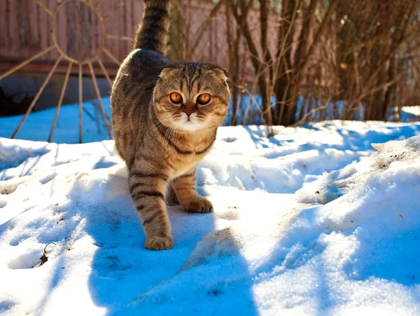 Kat mooie zon sneeuw kitten — Stockfoto