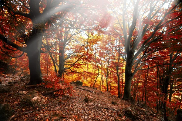 秋の森霧太陽葉 — ストック写真