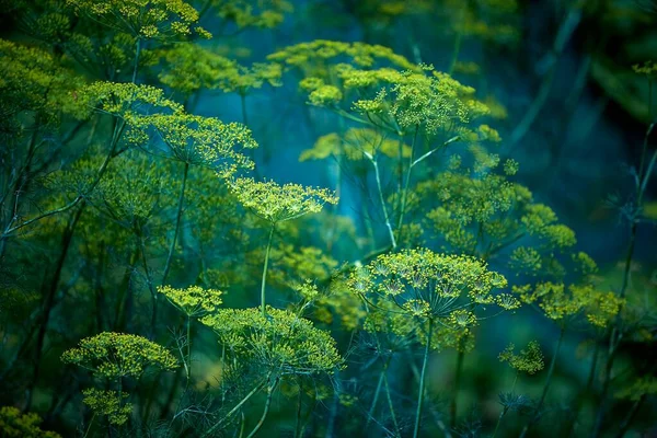 背景与dill伞特写。园艺植物. — 图库照片