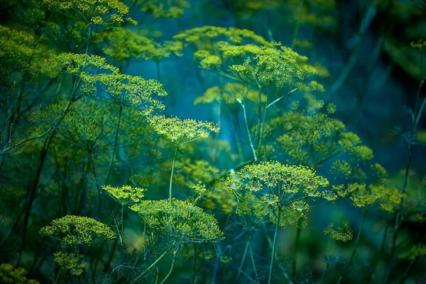 Φόντο με άνηθο ομπρέλα closeup. Φυτά κήπου. Φωτογραφία Αρχείου