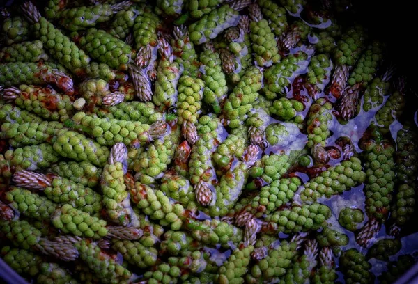 Green pine cones for therapeutic jam. Top view. Stock Picture