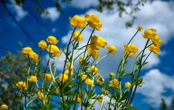 Globeflower Trollius europaeus virágzik sárga virágok egy napsütéses tavaszi napon — Stock Fotó