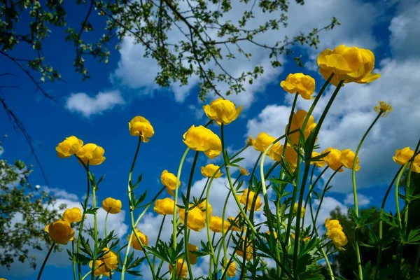 화창 한 봄날, 황금빛 꽃 Trollius europaeus 꽃이 핍니다. 로열티 프리 스톡 이미지