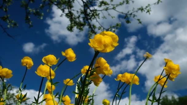 Globeflower Trollius europaeus fleurit en fleurs jaunes un jour de printemps ensoleillé — Video