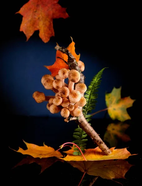 가을 숲 속, 잎 속 버섯들을 가까이 서 본 모습 로열티 프리 스톡 이미지