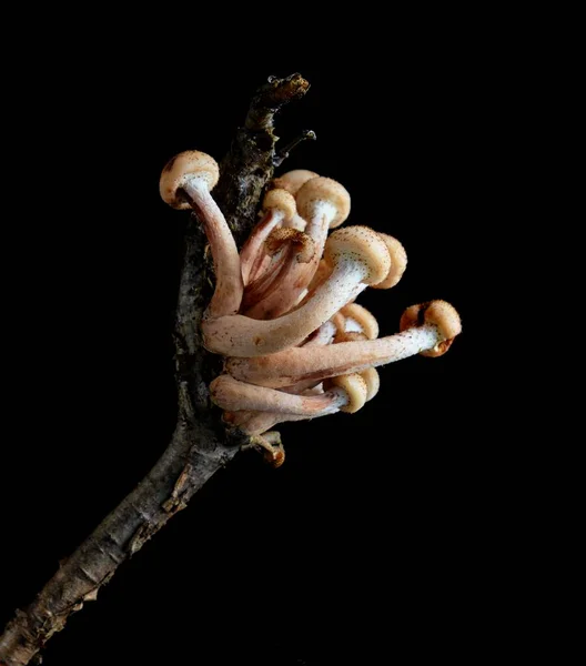 Осінній ліс, гриби композиція крупним планом Чорний фон — стокове фото