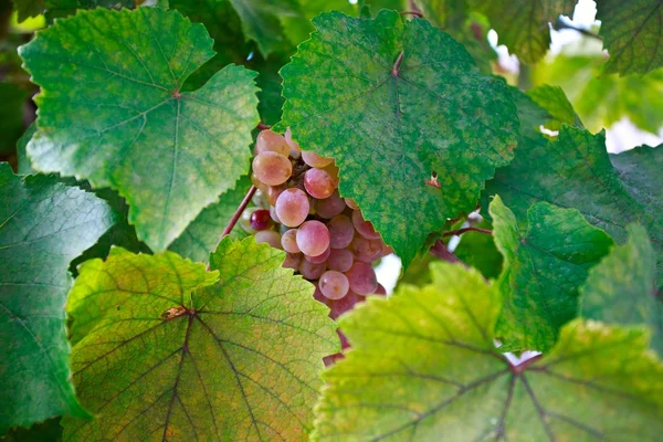 Grape — Stock Photo, Image